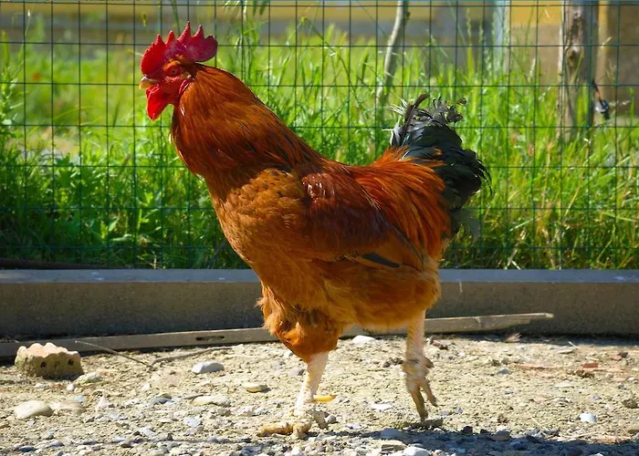 Κατάλυμα σε φάρμα Il Canterino *