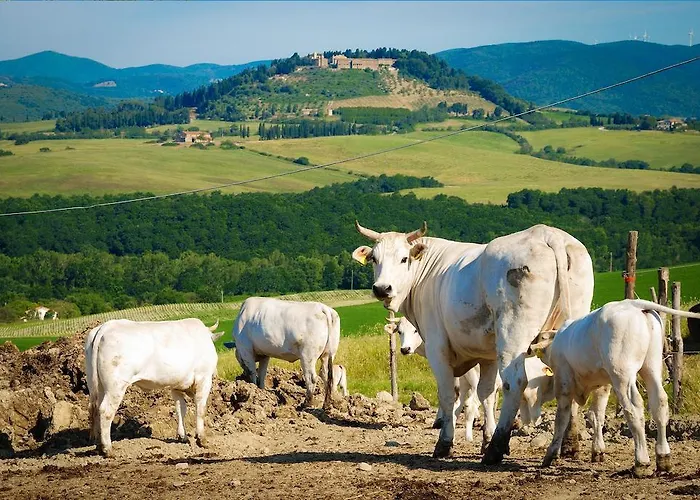 Il Canterino Guardistallo